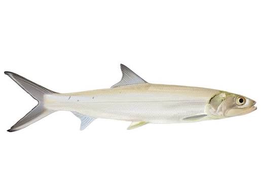 Lady Fish