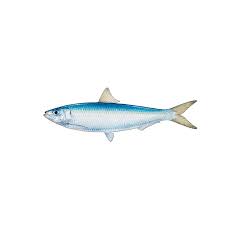 Spanish Sardines