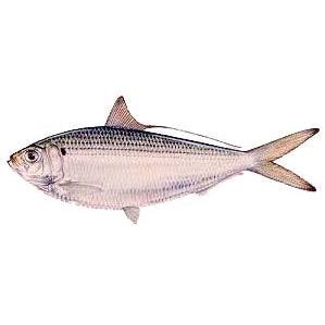 Thread Fins
