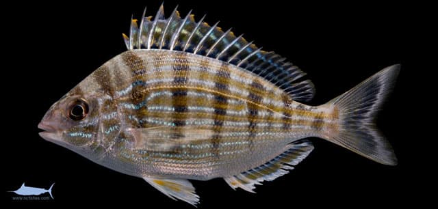 Pinfish